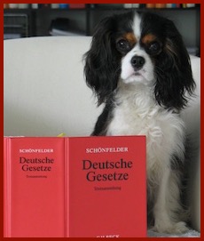 anwalt für Hunderecht, Hundeangriff, Hundebiss