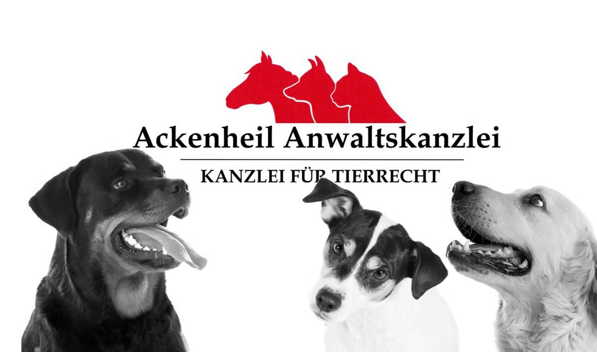 Hundessteuer: Darf die Hundesteuer erhöht werden? Anwalt Ackenheil